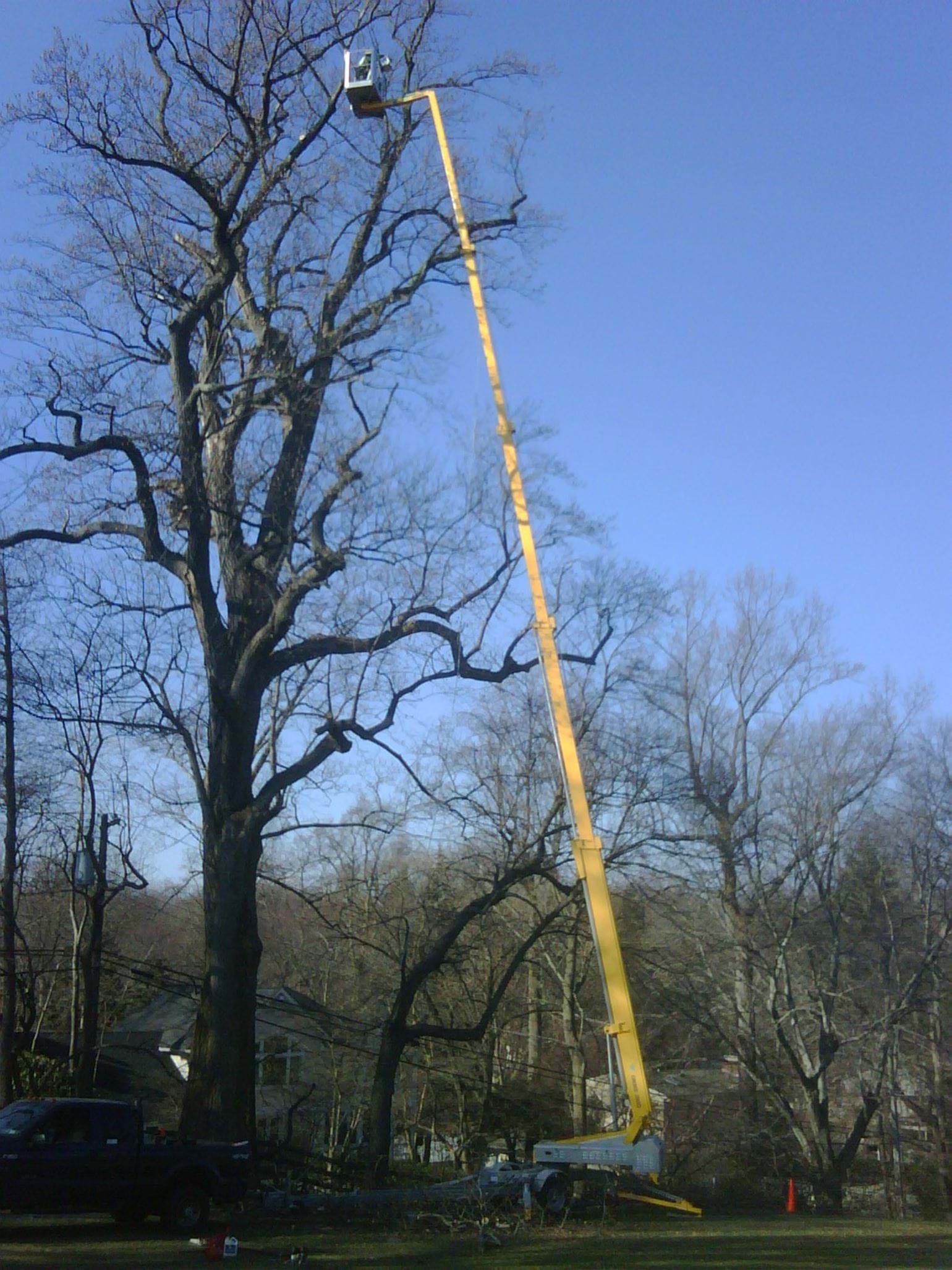 Trailer lift tree work in USA